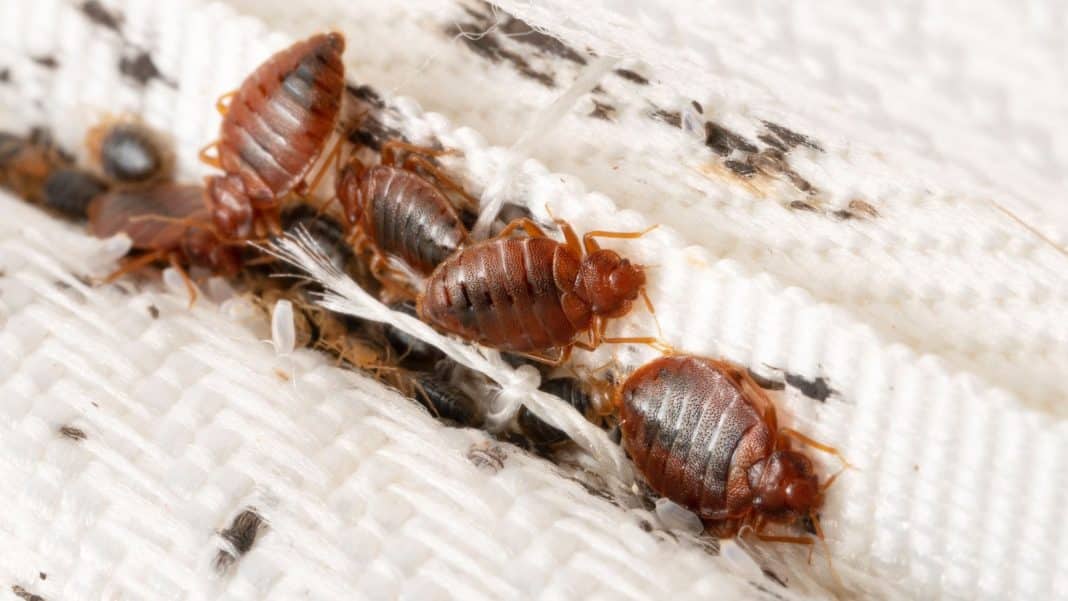 Escritório do Google nos EUA tem possível infestação de percevejos; Escritório do Google nos EUA tem possível infestação de percevejos; empresa não comenta