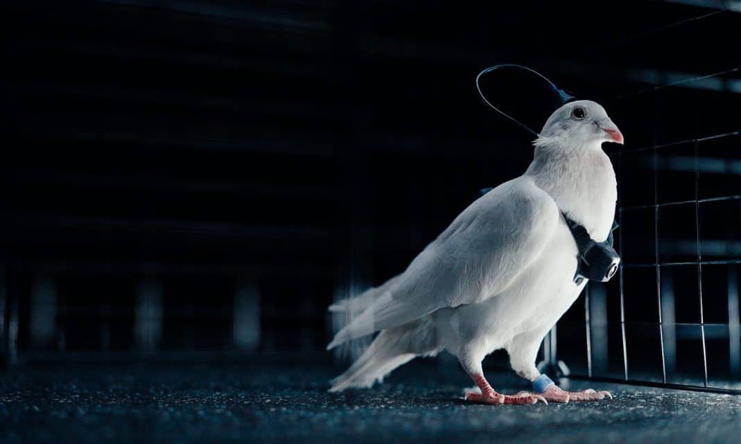 Empresa russa anuncia ‘biodrones’ com pombos guiados por chip cerebral
