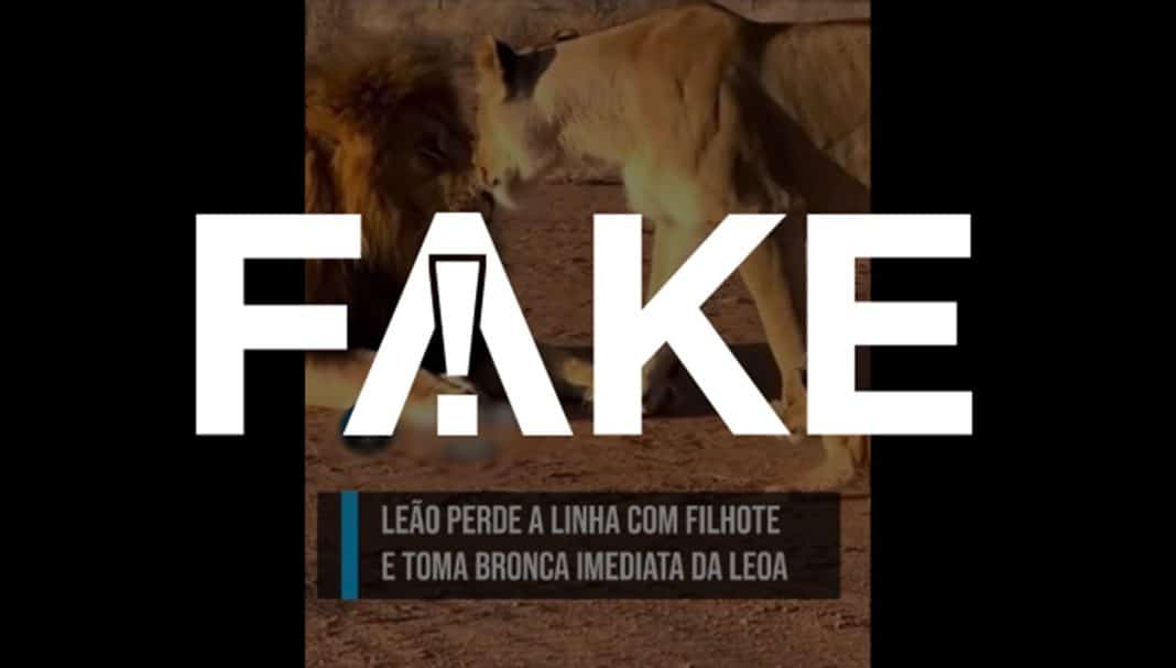 É #FAKE vídeo de leoa agredindo leão depois que ele deu 'tapa' em filhote; cena foi criada com inteligência artificial