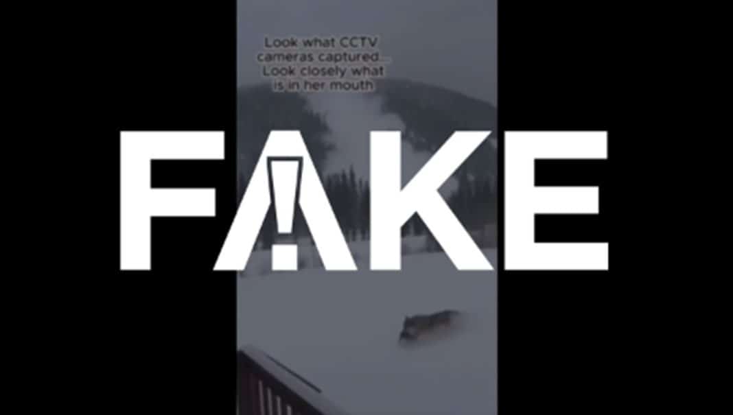 É #FAKE vídeo de loba salvando filhote de avalanche; cena É #FAKE vídeo de loba salvando filhote de avalanche; cena foi feita com inteligência artificial