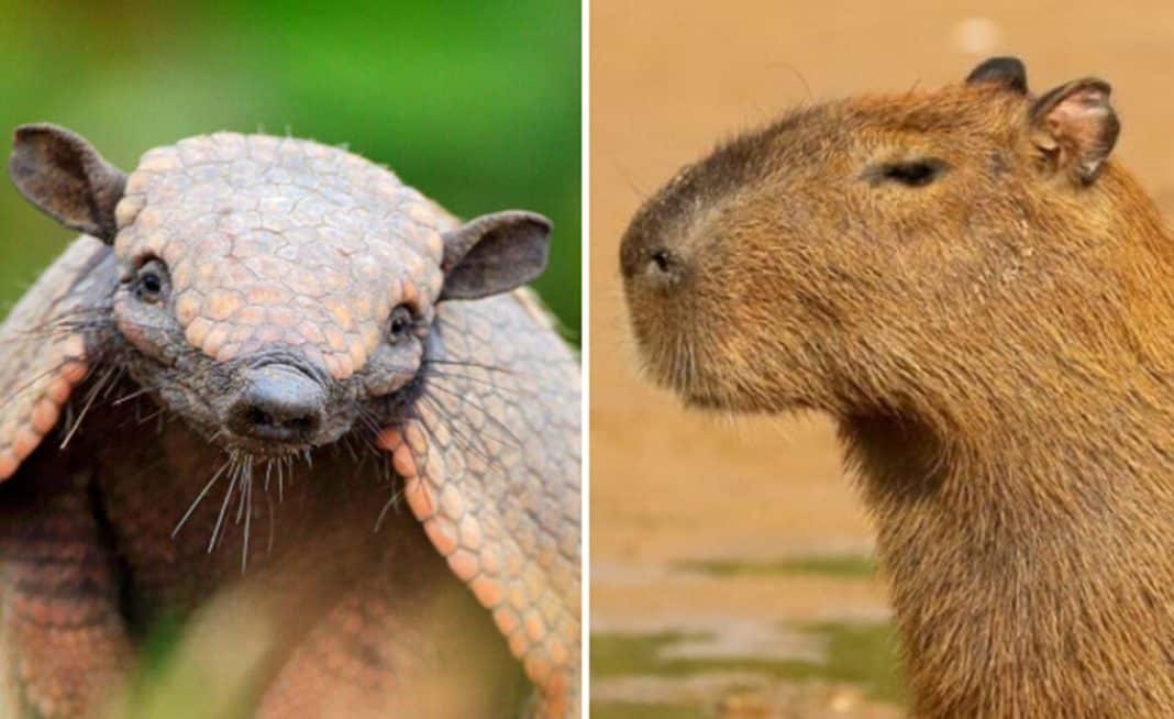 Vídeo de capivara pegando "carona" em cima de tatu foi feito com IA