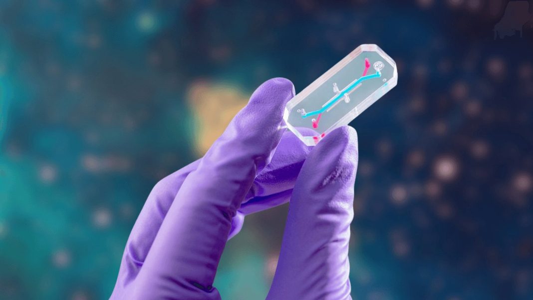 AVATAR na Artemis II: chip simula astronautas em miniatura para prever riscos no espaço profundo