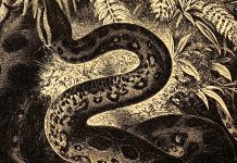 Fóssil de serpente gigante revela uma das maiores cobras que já existiram Representação artística da serpente pré-histórica descoberta na Índia, uma das maiores já registradas