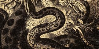 Fóssil de serpente gigante revela uma das maiores cobras que já existiram Representação artística da serpente pré-histórica descoberta na Índia, uma das maiores já registradas