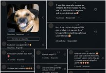 México reconhece ‘cachorro caramelo’ como raça mexicana e provoca reação de brasileiros nas redes sociais México reconhece 'cachorro caramelo' como raça mexicana e provoca reação de brasileiros nas redes sociais