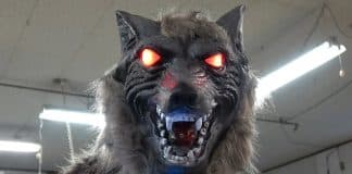 Lobos robôs viram arma improvável contra ataques de ursos no Japão Lobos robôs viram arma improvável contra ataques de ursos no Japão