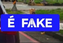 É #FAKE vídeo de gatinho flagrando 'traição'; cena foi gerada com inteligência artificial É #FAKE vídeo de gatinho flagrando 'traição'; cena foi gerada com inteligência artificial