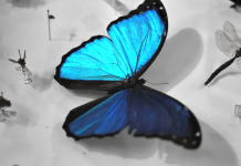 8.000 novas espécies de insetos são identificadas via DNA no Equador 22.jul.26 - Espécime de borboleta-azul-morpho (Morpho menelaus) é exibido entre insetos preservados da reserva particular Mashi-Tayra, durante a apresentação de um projeto de pesquisa científica nas instalações do Instituto Nacional de Biodiversidade (INABIO), em Quito, Equador