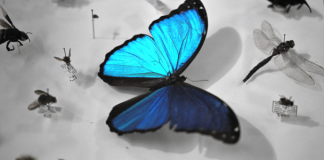 8.000 novas espécies de insetos são identificadas via DNA no Equador 22.jul.26 - Espécime de borboleta-azul-morpho (Morpho menelaus) é exibido entre insetos preservados da reserva particular Mashi-Tayra, durante a apresentação de um projeto de pesquisa científica nas instalações do Instituto Nacional de Biodiversidade (INABIO), em Quito, Equador