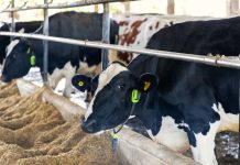 Brasil faz primeira operação usando vacas monitoradas por IA como garantia para empréstimos Brasil faz primeira operação usando vacas monitoradas por IA como garantia para empréstimos