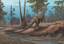 Dinossauro que viveu há 210 milhões de anos é descoberto no Zimbábue Musango matusadonaensis é o quinto dinossauro identificado no Zimbábue
