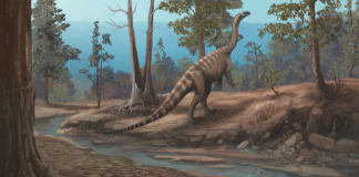 Dinossauro que viveu há 210 milhões de anos é descoberto no Zimbábue Musango matusadonaensis é o quinto dinossauro identificado no Zimbábue