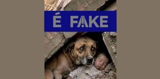 É #FAKE foto de cachorro protegendo bebê em terremoto na Venezuela; imagem foi criada com inteligência artificial É #FAKE foto de cachorro protegendo bebê em terremoto na Venezuela; imagem foi criada com inteligência artificial