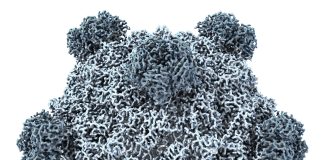 IA cria genoma de vírus do zero pela primeira vez, mostra estudo IA cria genoma de vírus do zero pela primeira vez, mostra estudo