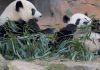 Por que dois pandas entraram na diplomacia de Trump e Xi Jinping? Entre Dois Mundos: a diplomacia panda em meio à corrida tecnológica
