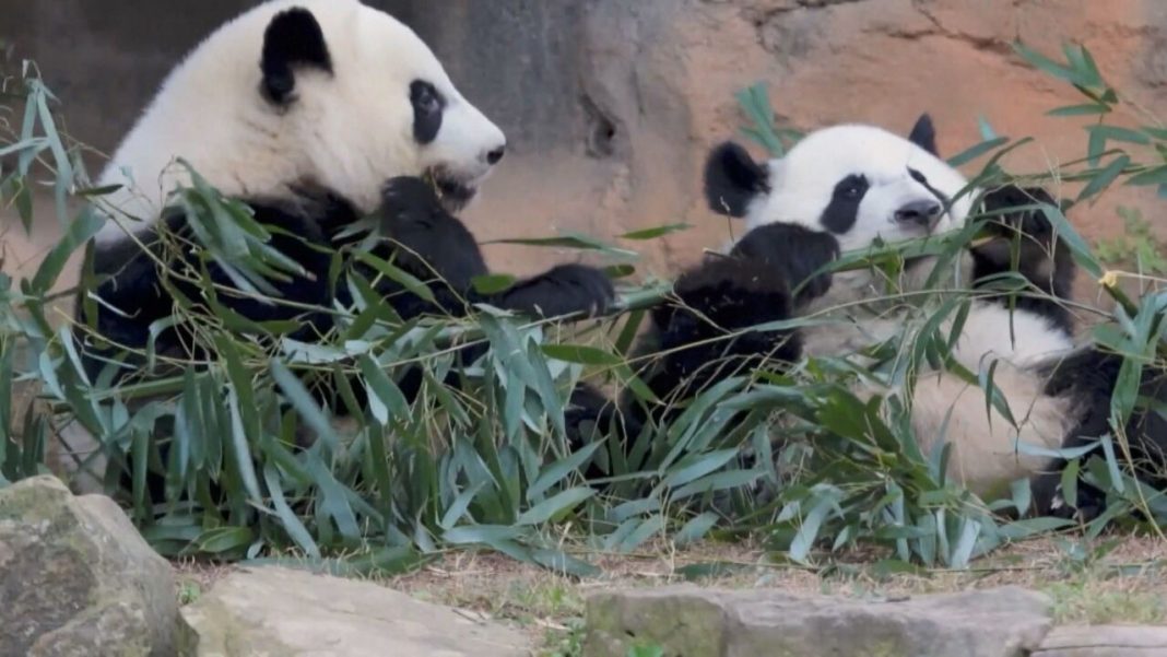 Entre Dois Mundos: a diplomacia panda em meio à corrida tecnológica