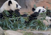 Entre Dois Mundos: a diplomacia panda em meio à corrida tecnológica Entre Dois Mundos: a diplomacia panda em meio à corrida tecnológica