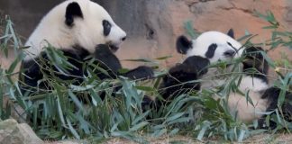 Entre Dois Mundos: a diplomacia panda em meio à corrida tecnológica Entre Dois Mundos: a diplomacia panda em meio à corrida tecnológica