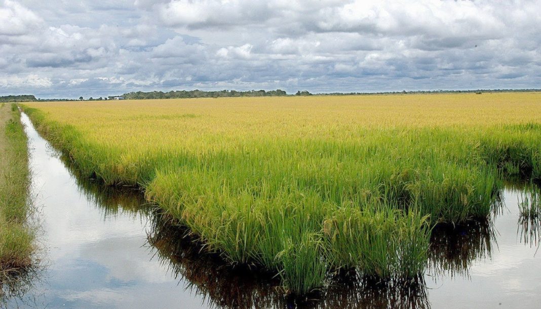 Google anuncia projeto que usa 200 mil hectares de arroz Google anuncia projeto que usa 200 mil hectares de arroz no Brasil contra mudanças climáticas; entenda