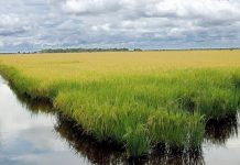 Google anuncia projeto que usa 200 mil hectares de arroz no Brasil contra mudanças climáticas; entenda Google anuncia projeto que usa 200 mil hectares de arroz no Brasil contra mudanças climáticas; entenda