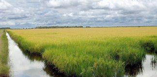 Google anuncia projeto que usa 200 mil hectares de arroz no Brasil contra mudanças climáticas; entenda Google anuncia projeto que usa 200 mil hectares de arroz no Brasil contra mudanças climáticas; entenda